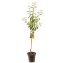 Appelboom 'Schone van Boskoop' halfstam